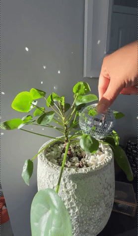 Hand placing a tiny disco shot connected a pilea plant, adding decorative sparkle to a factual planter with a modern, textured finish