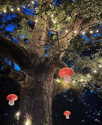 lanterns hung in large tree with twinkle lights