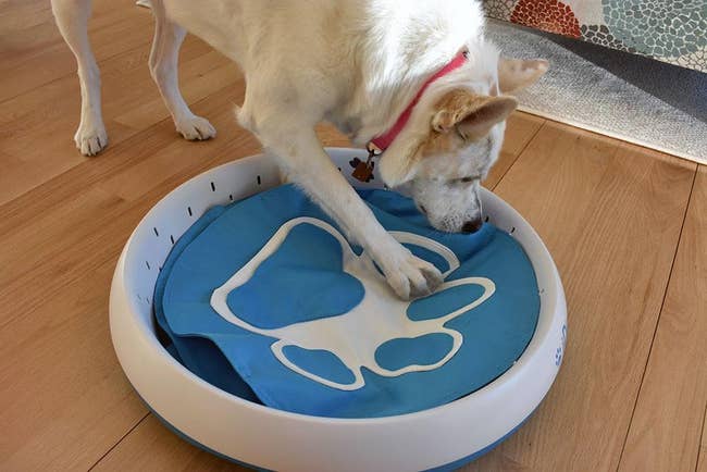 A dog sniffing for treats in the digging toy