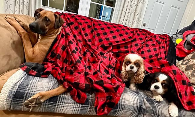 a reviewer photo of a big dog and two medium sized dogs under one blanket featuring a black and red buffalo plaid 