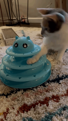 BuzzFeeder's cat playing with the ball tower