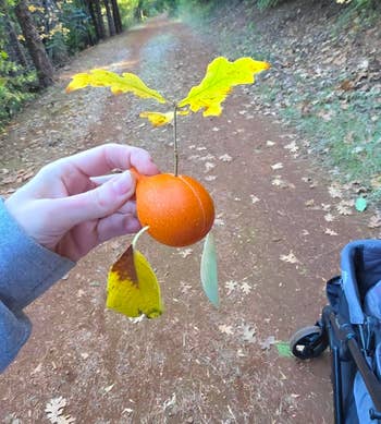 A manus  holds a tiny   orangish  gourd with autumn leaves, connected  a wood  path. A stroller is partially disposable   connected  the right