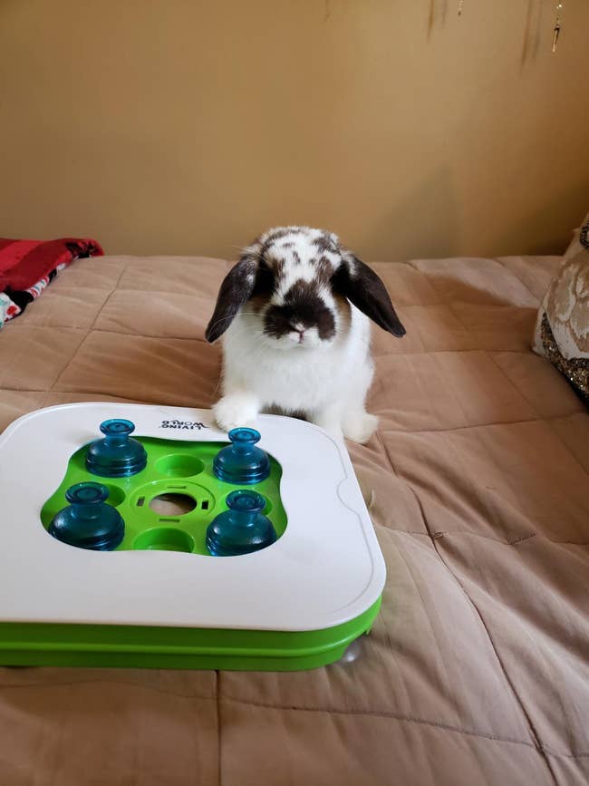 a review photo of a bunny with their toy