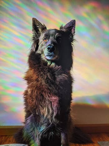 reviewer photo of their dog covered in the sun-cast rainbows