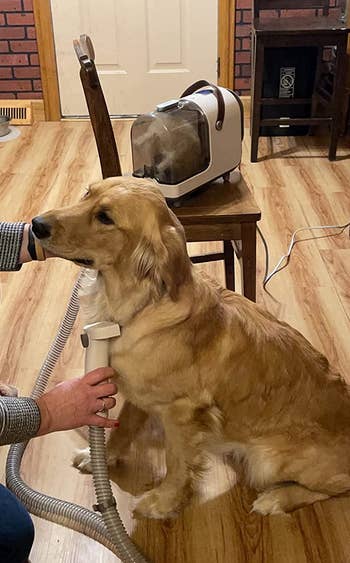 another reviewer photo of owner using vacuum on golden retriever