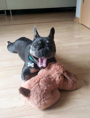 another reviewer's French bulldog with the toy