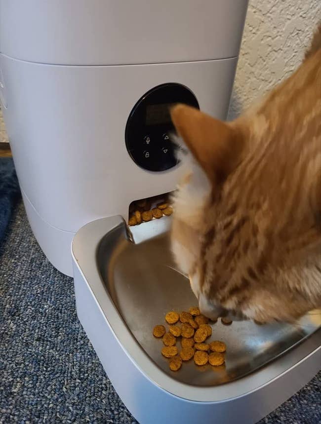 reviewer's cat eating kibble from the feeder