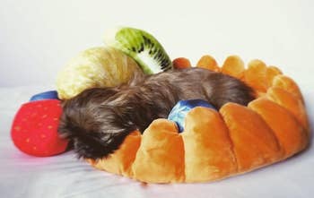 a puppy in the fruit tart bed
