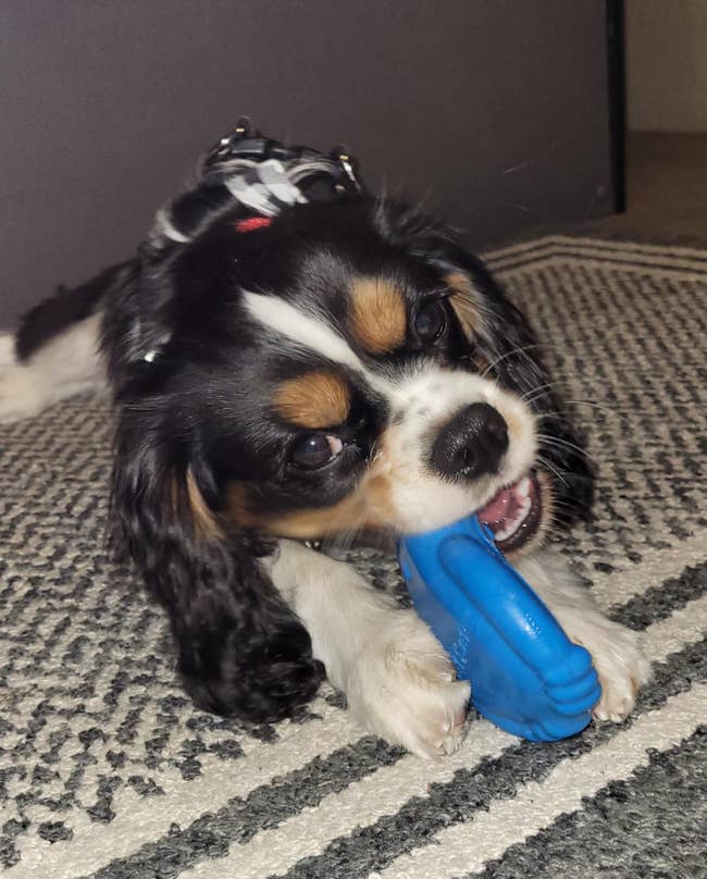 Dog chewing a blue toy on a patterned rug, wearing a harness with a checkered pattern
