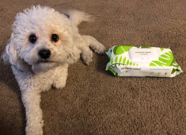 A customer review photo of their dog sitting next to a pack of the wipes