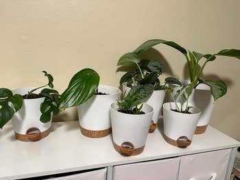 six white self watering planters on a shelf with different plants