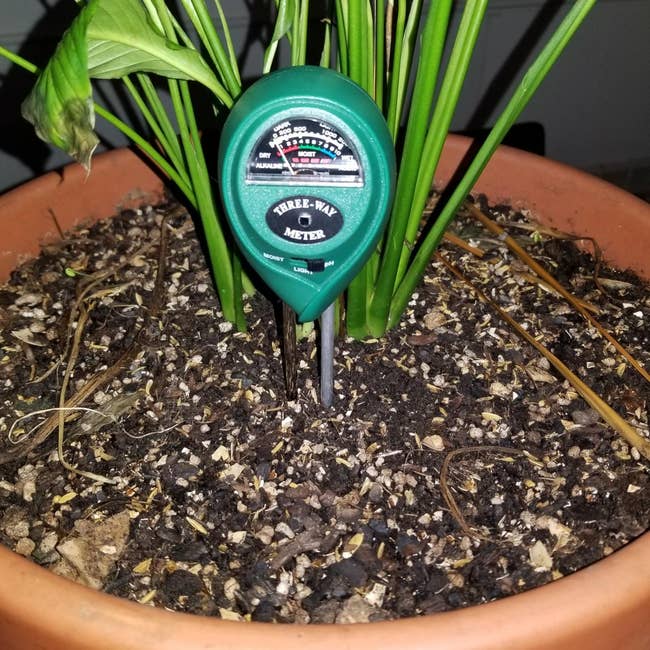 Plant moisture metre inserted successful ungraded of potted plant, displaying moisture, light, and pH levels to assistance successful works care