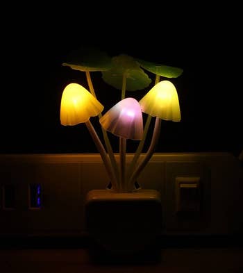 The mushrooms lit up in the dark 