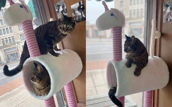 reviewer's two tabbies on the tower
