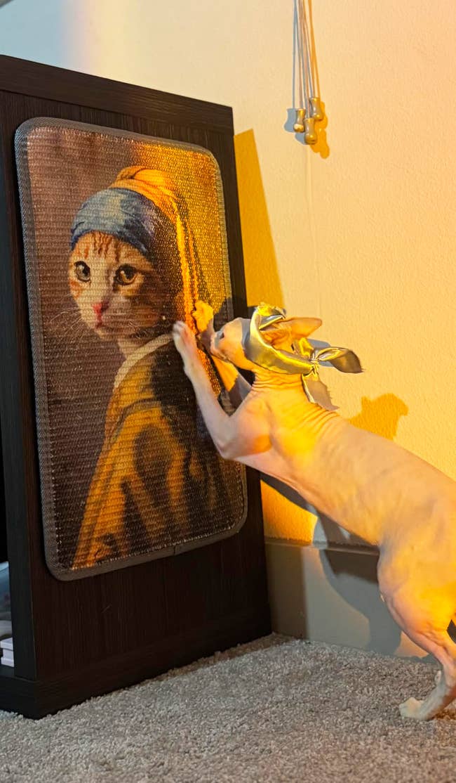 37 Must-Have Products For Multi-Cat Households