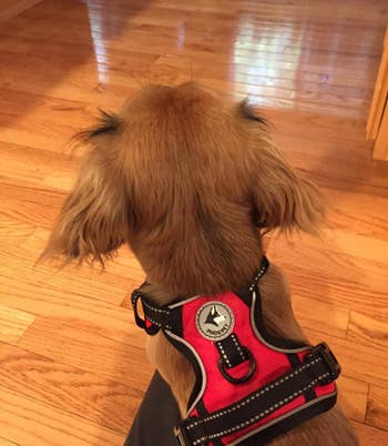 Reviewer image of back-view of small dog wearing product in red with back loop and two bottom black side clips while standing on hardwood floor