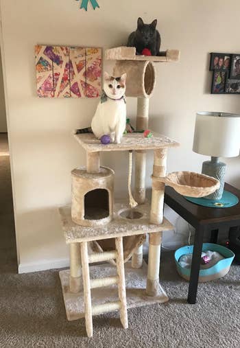 a beige multi level cat tree with two cats on it