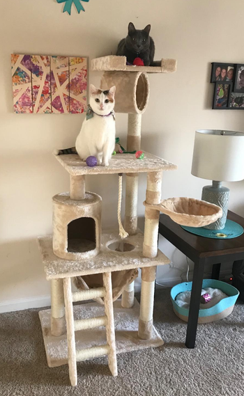 a beige multi level cat tree with two cats on it