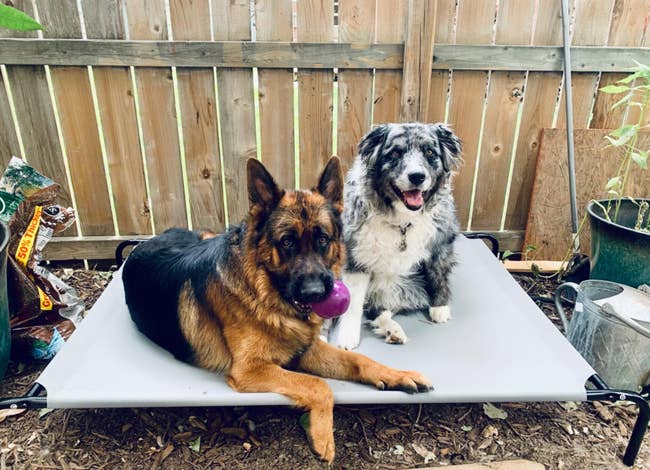 Reviewer image of two dogs laying on gray elevated dog bed outside with purple chew toy