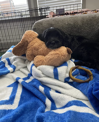 reviewer image of puppy laying with dog plush