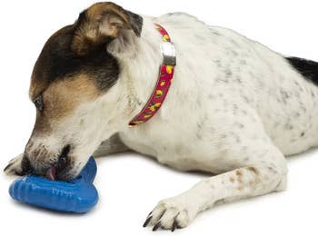 Dog chewing connected a bluish toy, wearing a patterned collar with canine bones and paw prints. Image suggests a favored buying theme