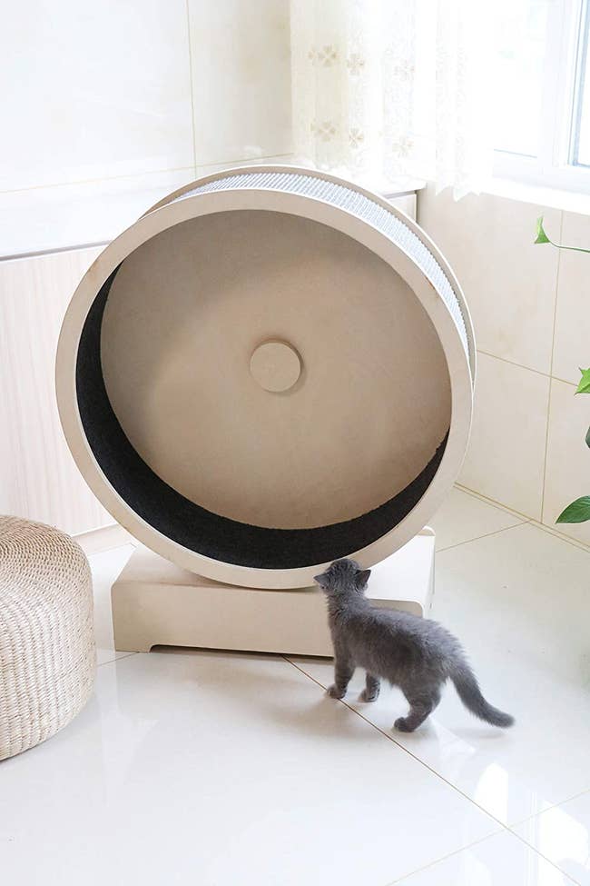a small gray cat inspecting the exercise wheel