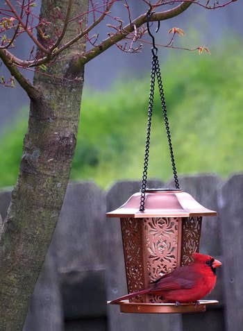 A chrome colored lantern-shaped bird feeder hanging from a tree with a red cardinal on it 