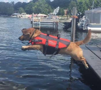 a dog jumping into a lake with the jacket on