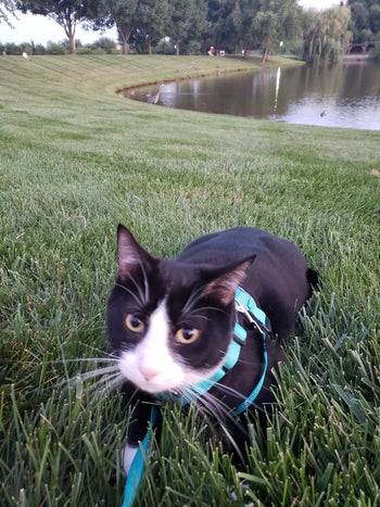 Reviewer pic of their cat wearing the same blue harness in grass