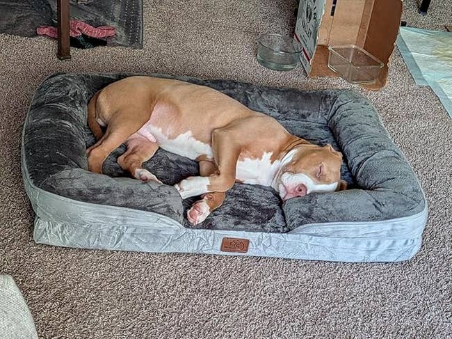 A canine is peacefully sleeping connected a plush favored furniture successful a cozy country setting