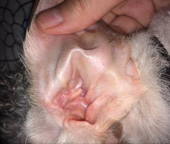 same reviewer showing the dog's ear looking much cleaner after using the solution