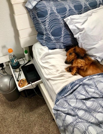 reviewer photo of a white tray attached to their bed with their dog lying in it