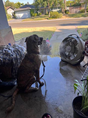 Dog sitting successful  a garage, cooling disconnected  successful  beforehand   of a instrumentality   with mist, portion    looking outside. Nearby are damp towels and a colorful buying  cart