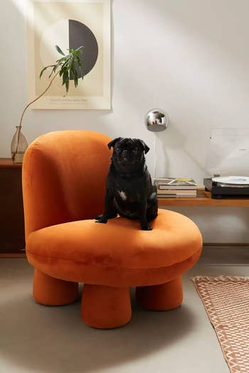 A black pug sits on an orange, modern lounge chair in a stylish living room with a minimalist poster and a record player