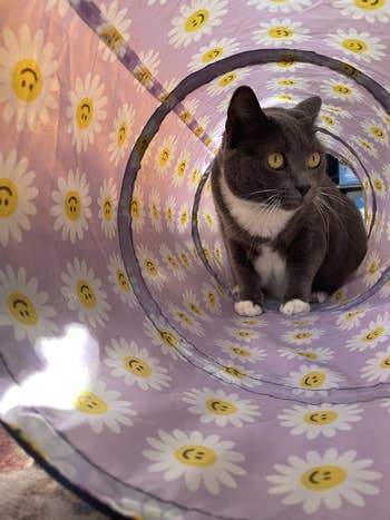 Cat sits wrong a passageway with daisy and smiley look pattern, looking alert
