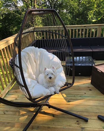 reviewer photo of a white dog sitting in the black and white chair on a deck