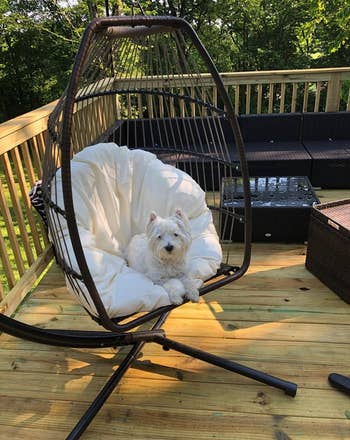 reviewer photo of a white dog sitting in the black and white chair on a deck