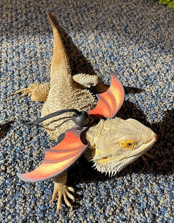 a lizard with the oranged winged harness on