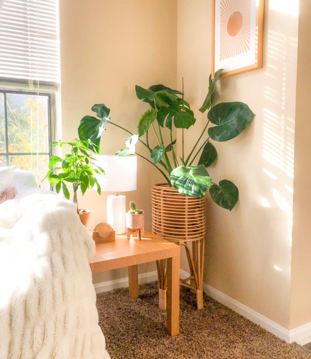 a reviewer shows a monstera plant in the medium size plant stand