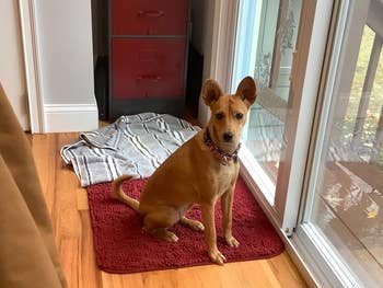 dog sitting connected  muddy mat