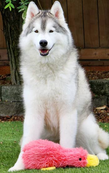 A reviewer's husky with a pink duck laying in front of it