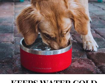 Dog drinking ice water out of red bowl.