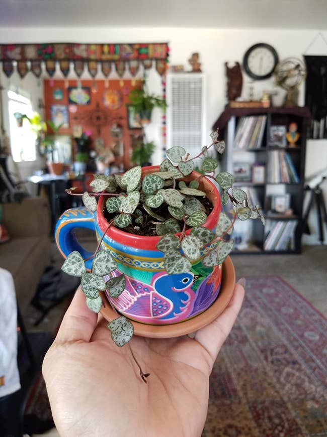 reviewer holding up their potted string of hearts plant