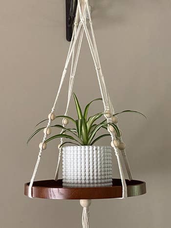 different reviewer's plant in the white hobnail planter hanging from ceiling