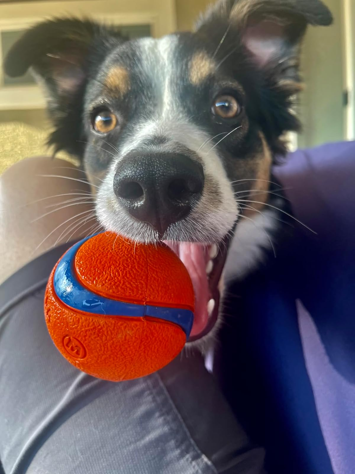 best ball for dogs that chew