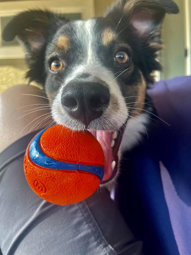 A reviewer's dog with the ball in their mouth