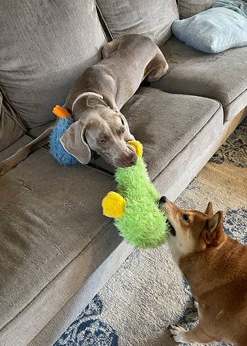 two dogs playing tug of war with a green duck toy