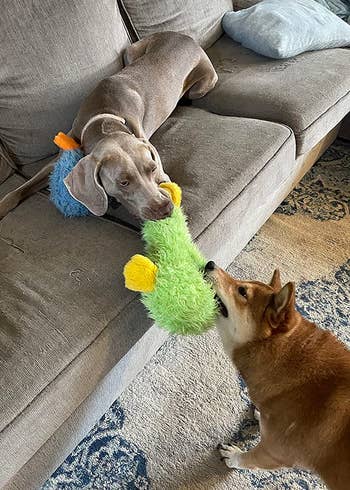 two dogs playing tug of war with a green duck toy