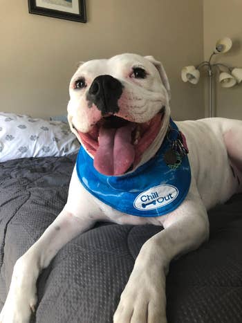 Smiling dog with blue bandana that reads