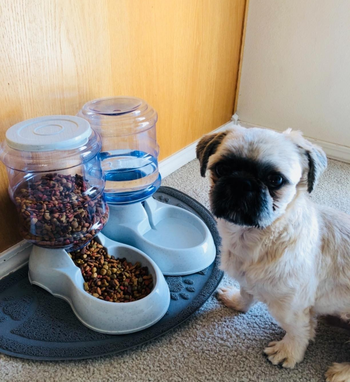 Reviewer image of puppy sitting in front of plastic clear and light blue automatic dog feeder with food inside